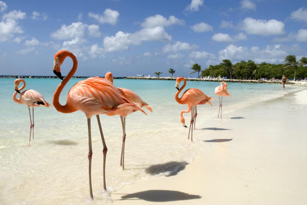 Flamingos on a Beach in Aruba