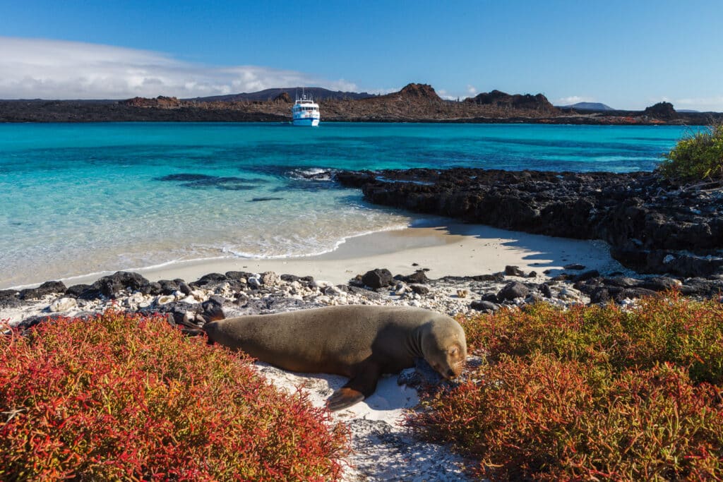 A Galapagos sea lion on the beach with a cruise ship and turquoise ocean in the distance, Galapagos Islands