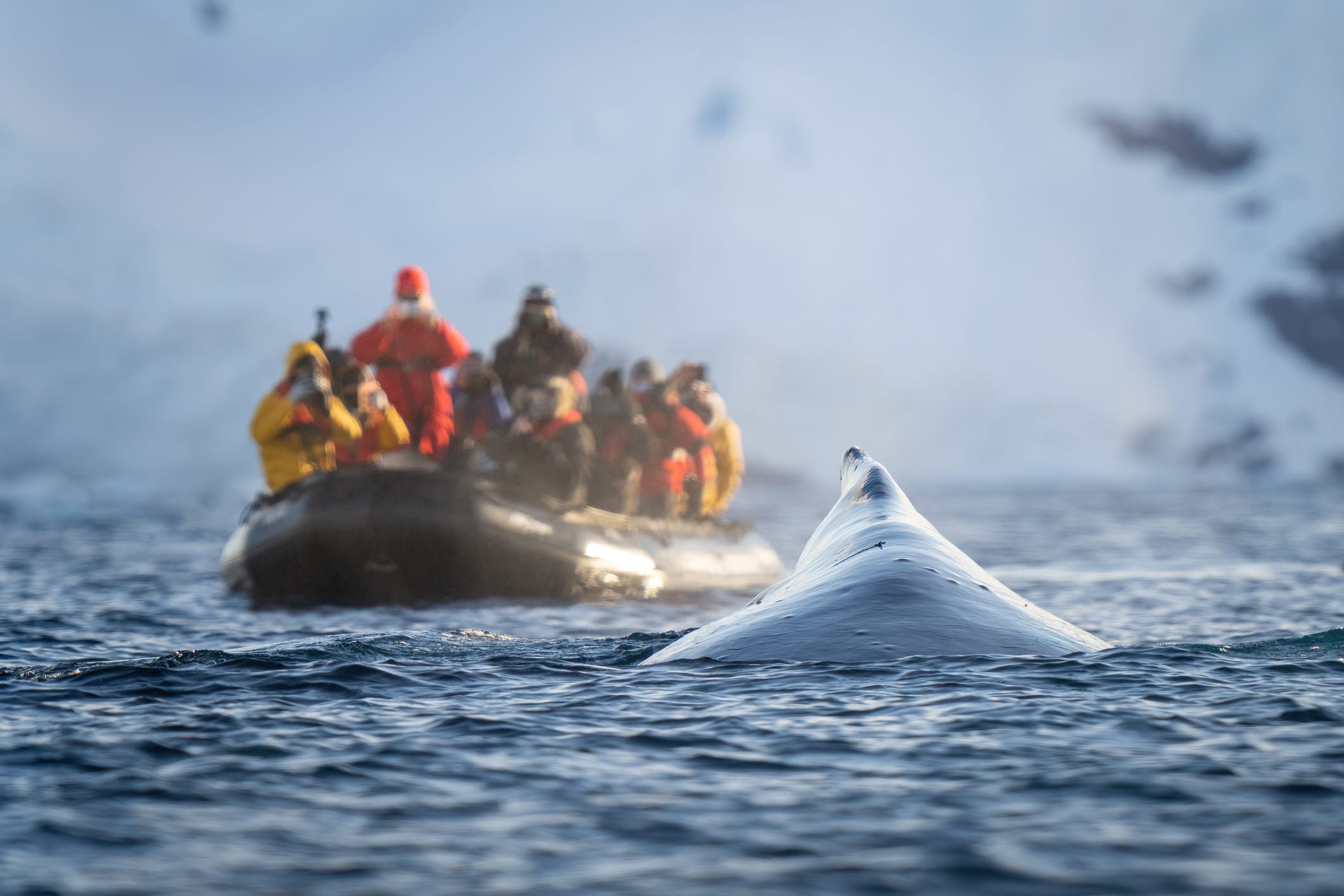 A Humpback Whale Surfaces Beside a Zodiac