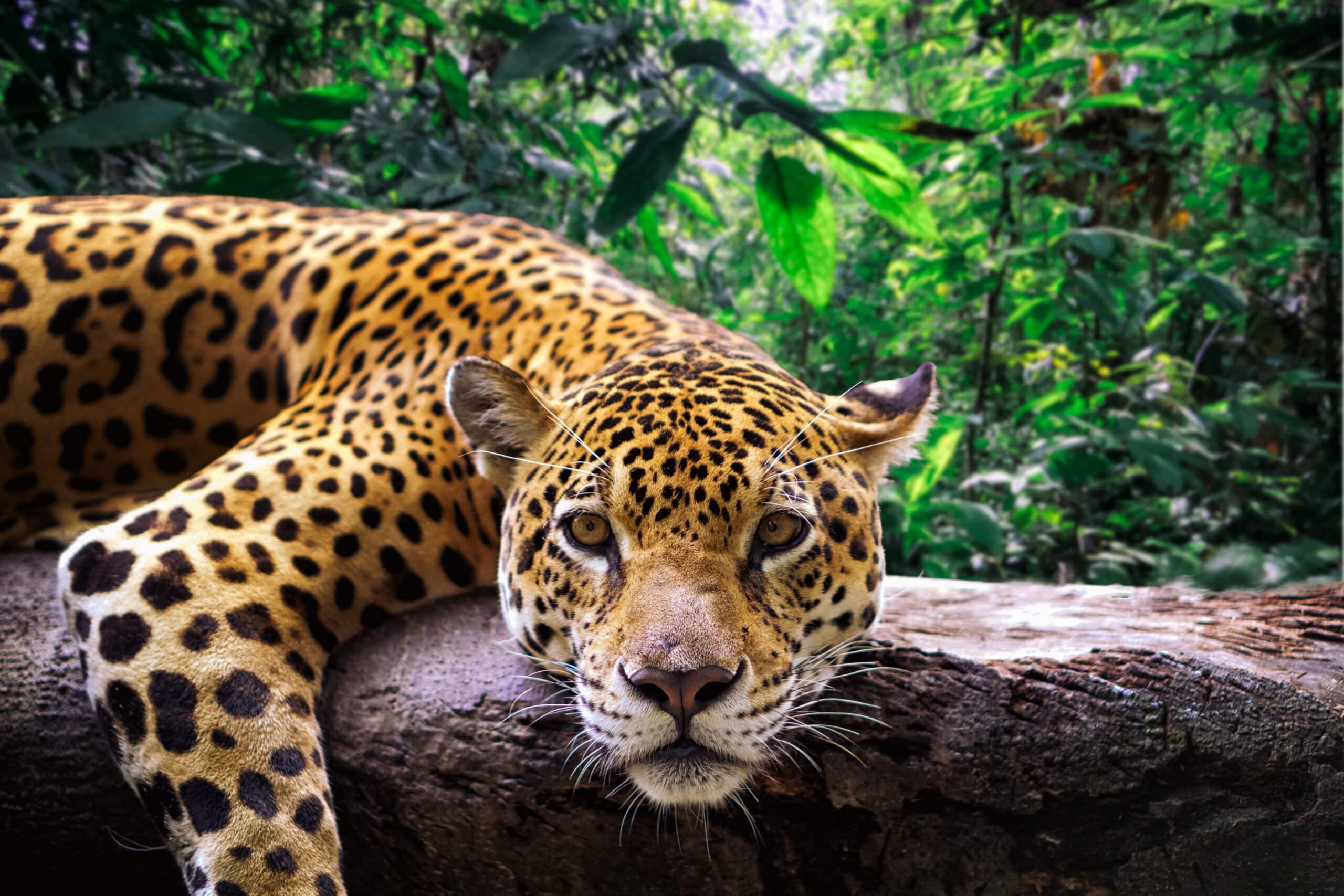 Close-up of a Jaguar Resting in the Peruvian Jungle