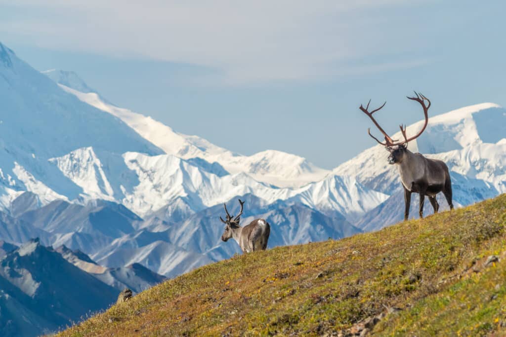 Majestic caribou bull in front of the mount Denali, Alaska