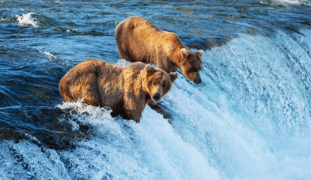 Canada and Alaska Wildlife Guide