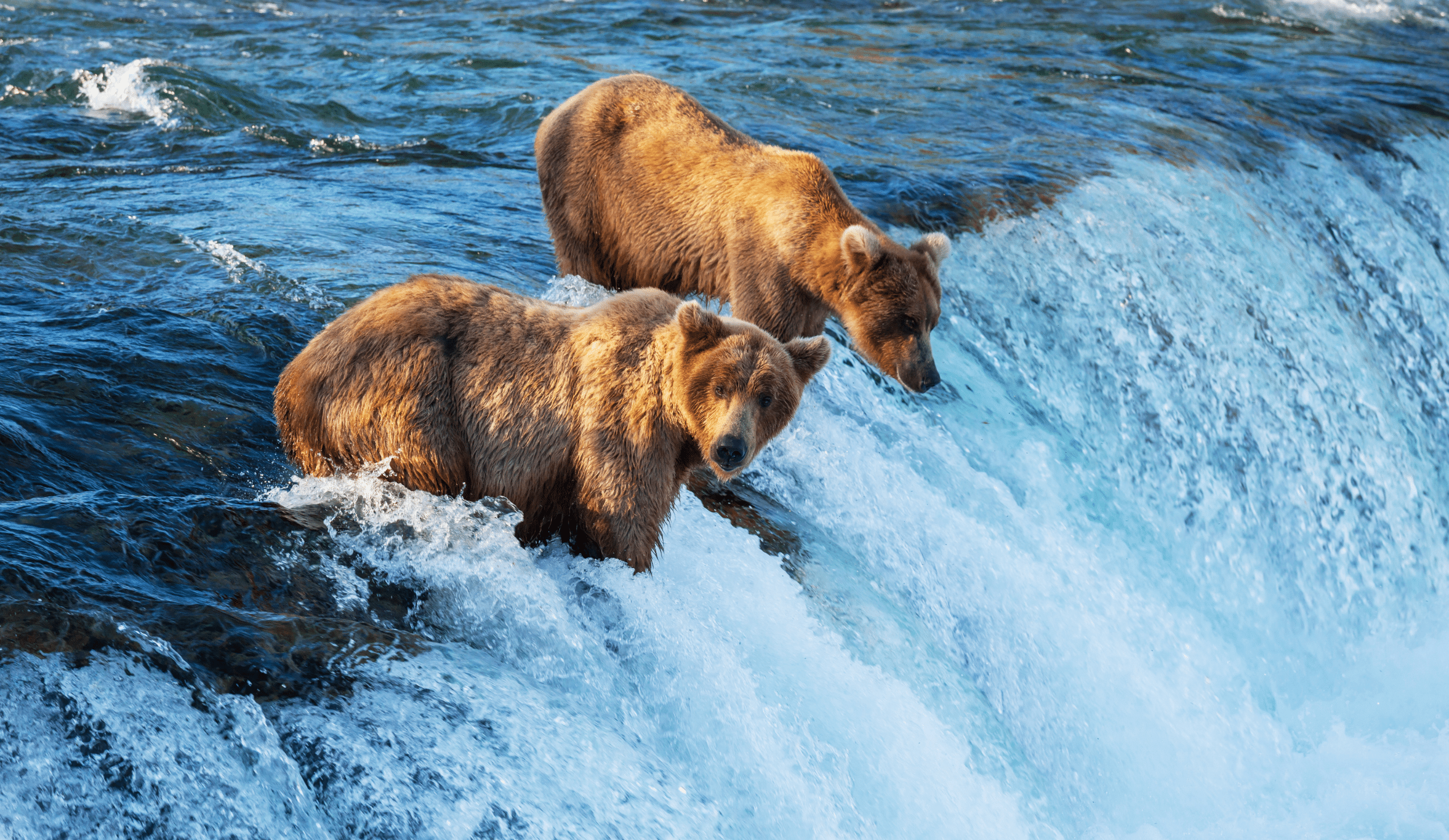 Brown bears in water in Alaska