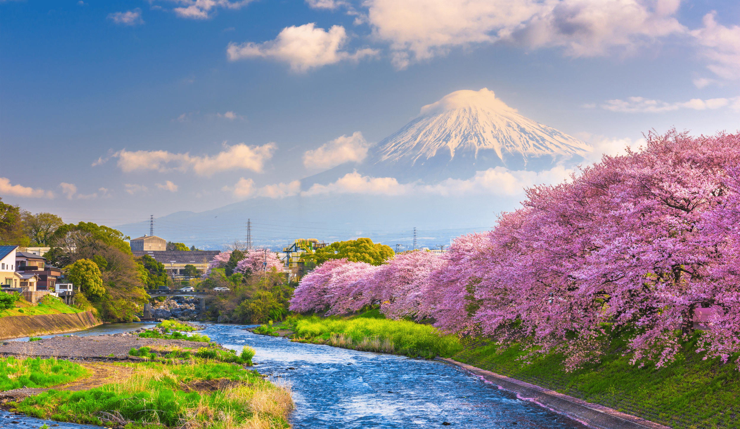 Mt Fuji, Japan spring landscape and river with cherry blossoms.